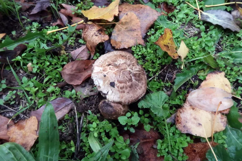 Agaricus iodosmus 1 - IMG_4287